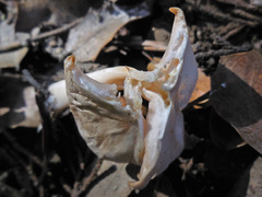 Leucopaxillus rhodoleucus