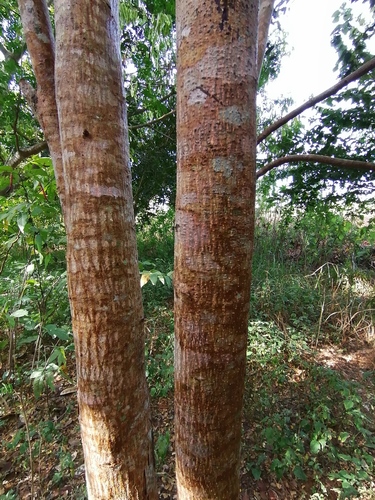 Hule (Castilla elastica)