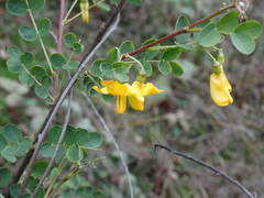 Colutea