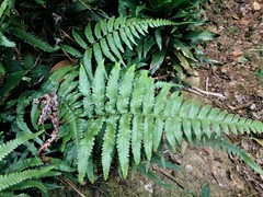 Microlepia marginata bipinnata