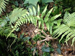 Microlepia marginata bipinnata