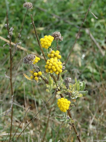 Achillea coarctata, photograph 5