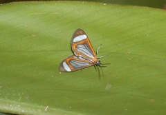Hyalurga sora