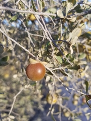 Diospyros intricata