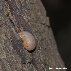 Lycogala flavofuscum