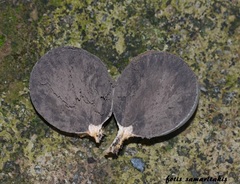 Lycogala flavofuscum