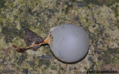 Lycogala flavofuscum