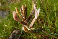 Astragalus sogdianus