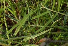 Astragalus sogdianus