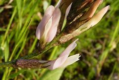 Astragalus sogdianus