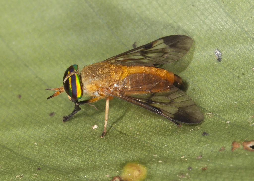 Diachlorus