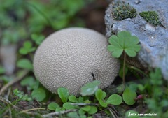 Lycoperdon molle