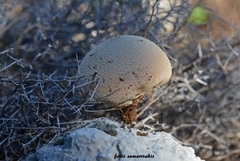 Lycoperdon molle