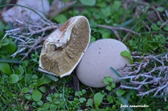 Lycoperdon molle