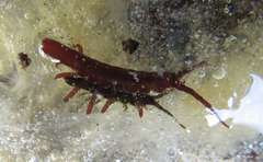 Pentidotea montereyensis