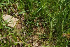 Astragalus sogdianus