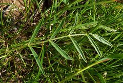 Astragalus sogdianus