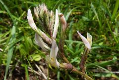 Astragalus sogdianus