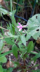 Silene fuscata