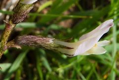 Astragalus sogdianus
