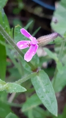 Silene fuscata