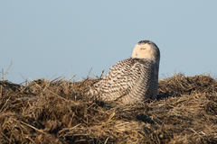 Bubo scandiacus image