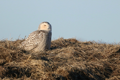 Bubo scandiacus image