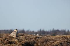 Bubo scandiacus image
