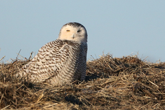 Bubo scandiacus image