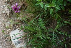 Astragalus stenanthus