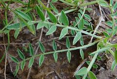 Astragalus stenanthus