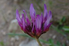 Astragalus stenanthus