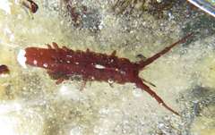 Pentidotea montereyensis