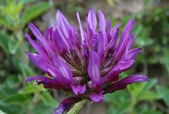 Astragalus stenanthus