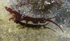 Pentidotea montereyensis