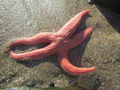 Stichaster striatus