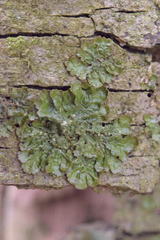 Melanohalea elegantula