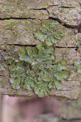 Melanohalea elegantula