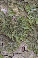 Melanohalea elegantula