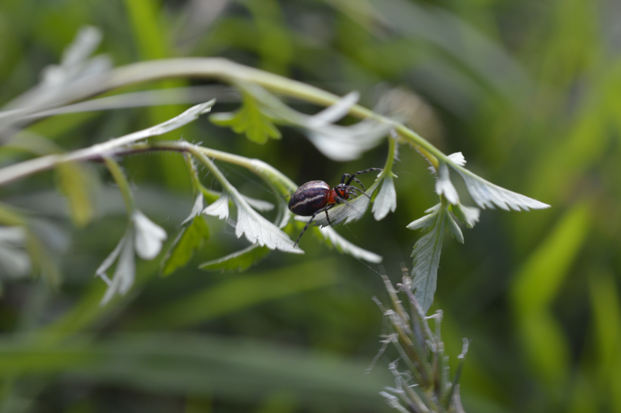 Alpaida leucogramma image