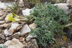 Astragalus tetrastichus