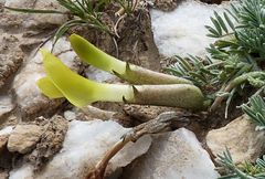 Astragalus tetrastichus
