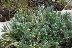 Astragalus tetrastichus