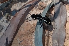 Traumatomutilla graphica