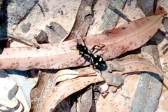 Traumatomutilla graphica