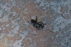 Traumatomutilla graphica