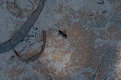 Traumatomutilla graphica