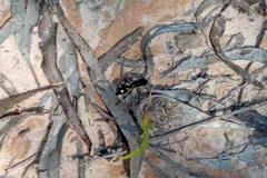 Traumatomutilla graphica