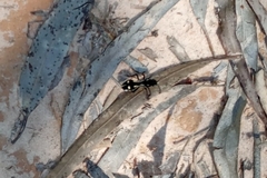 Traumatomutilla graphica