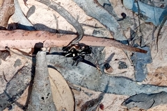 Traumatomutilla graphica